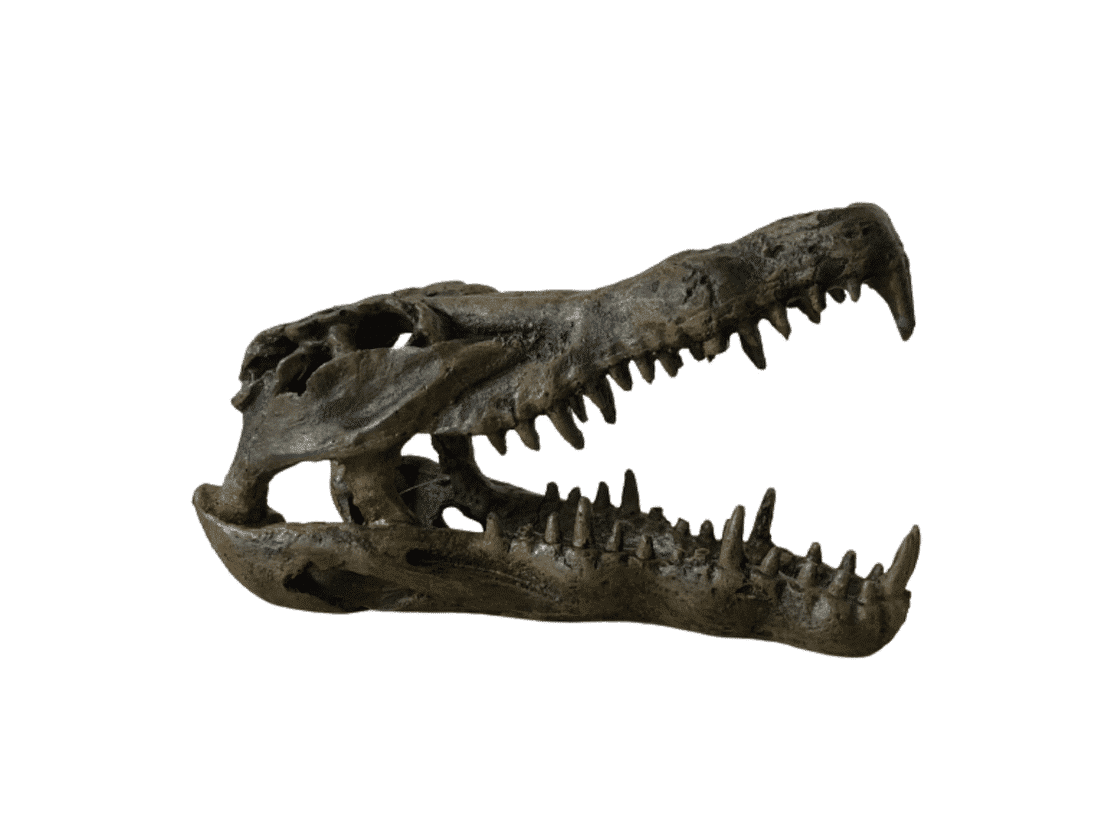 Enfeite Esqueleto Jararé (23cm x 11cm x 13,5cm)