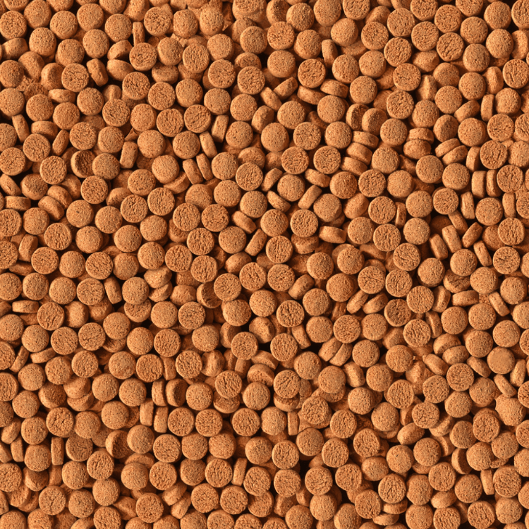 Alcon Carnívoros Fundo (145g) - Imagem 2