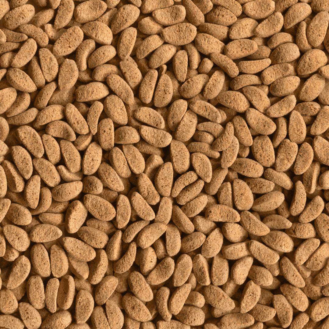 Alcon Carnívoros Superfície (280g) - Imagem 2
