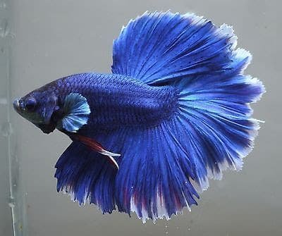 Peixe Betta Fêmea