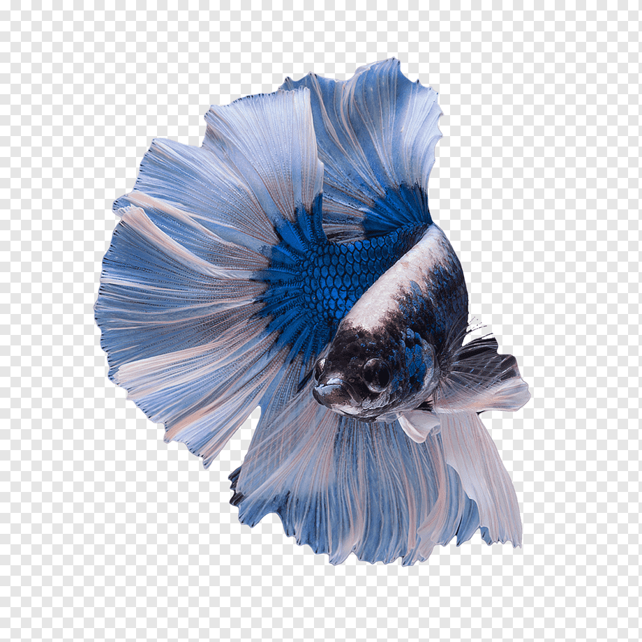 Peixe Betta Macho - Imagem 3