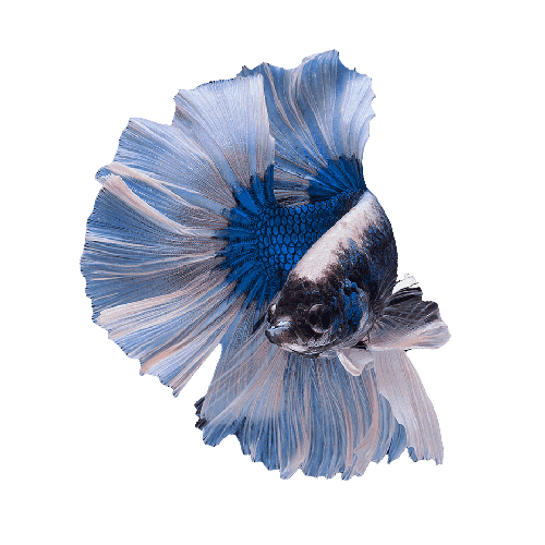 Peixe Betta Macho