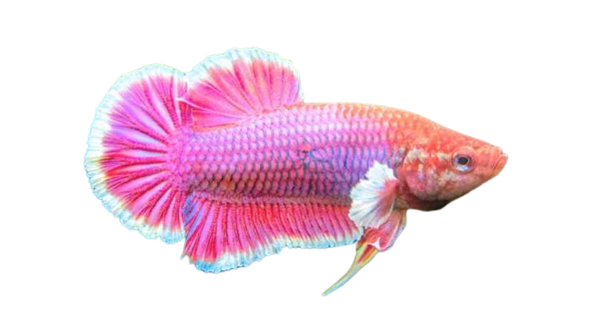 Peixe Betta Fêmea - Imagem 2