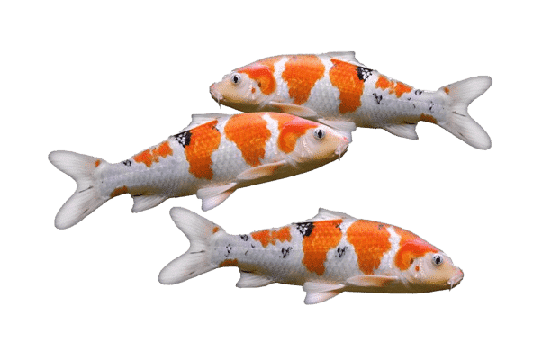Peixe Carpa