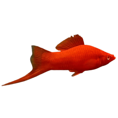 Peixe Espada Sangue