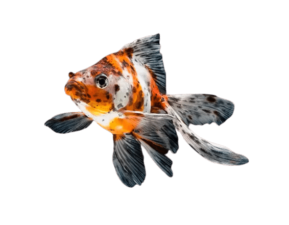 Peixe Kinguio Calico Pequeno