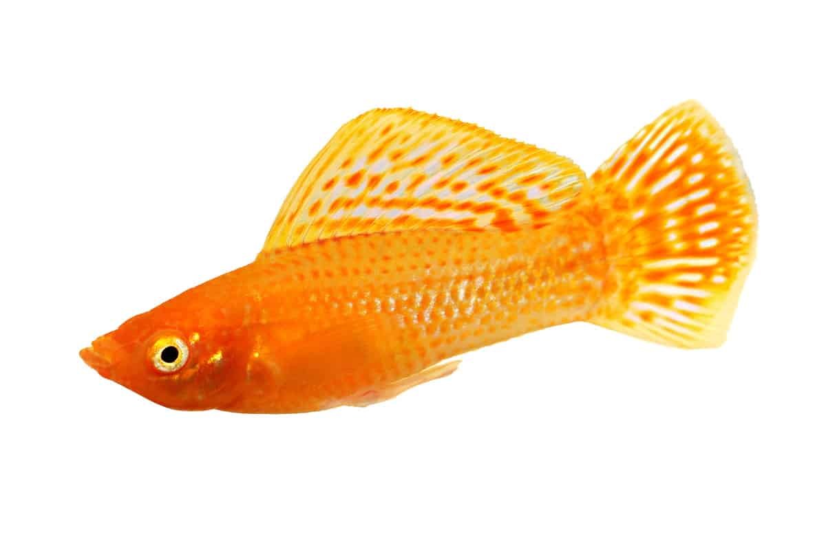 Peixe Molinesia
