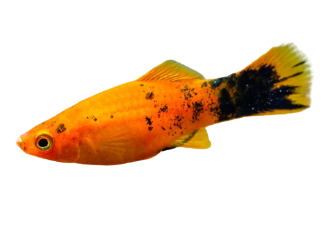Peixe Platy
